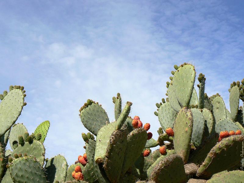 La culture de Cactus au Maroc : un potentiel énorme pour un avenir prometteur
