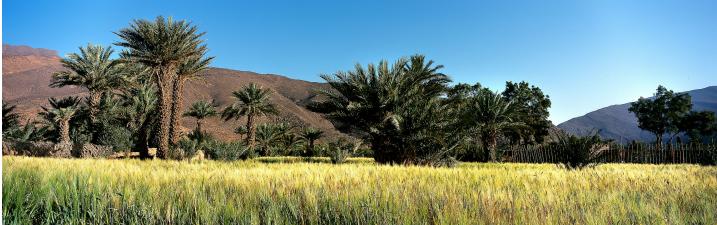 Le tourisme oasien, une quête d’harmonie avec la donne environnementale 