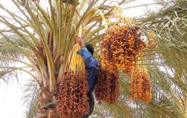 Objectif  Sauver le palmier dattier