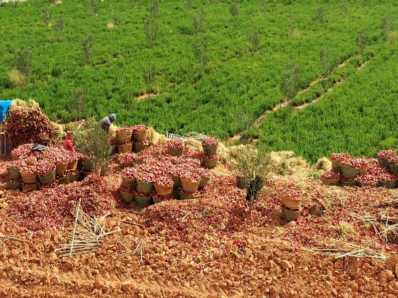 Agriculture-pêche -fôret 