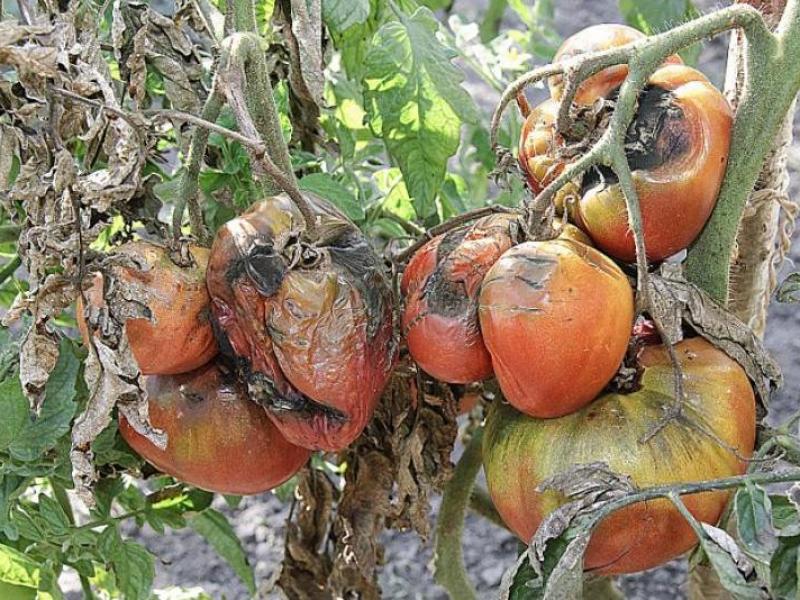 Agriculture          Lutte contre les parasites des champs de tomates