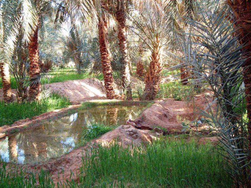 Stratégie pour un développement durable du tourisme oasien : Expérience des oasis du Sud Maroc
