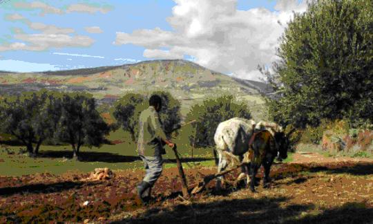 Assises nationales sur la fiscalité L’agriculture pourait passer à la caisse Les o