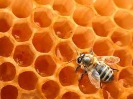 Le Maroc dans le club des apiculteurs mondiaux 
