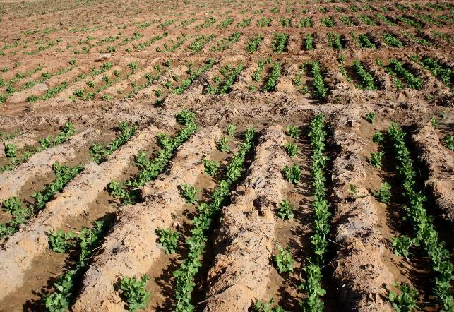 Le CAM lance une opération de réhabilitation financière : Le Crédit agri