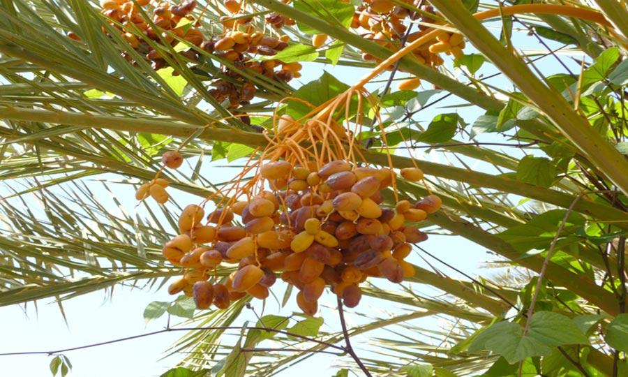 Les producteurs de dattes de Guelmim-Smara en Arabie Saoudite 