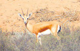 Souss  Chasse On continue de massacrer la gazelle à Tiznit 