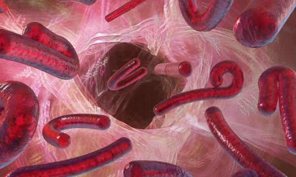 Rumeur du virus Ebola à Marrakech  Le ministère de la Santé dément vigou