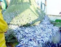   Laâyoune : Les industriels de la pêche se retirent de l'UNICOP et fondent leur propre