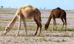 Elevage camelin   Des efforts pour le développement à Guelmim-Es Smara