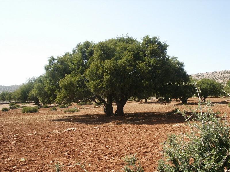 Maroc : les nouvelles ambitions d’Aziz Akhannouch pour la filière de l’arganier dans le Souss