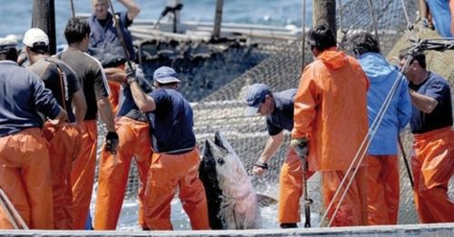 Office national des pêches   Baisse de 18% des débarquements de la pêche