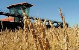 Importation de blé tendre  Des droits de douane toujours élevés 