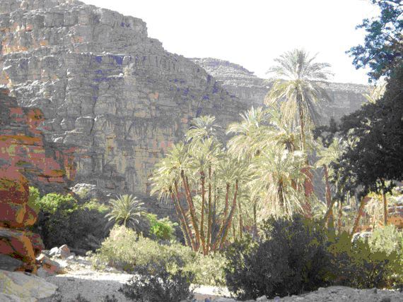 Une étude pour réhabiliter les oasis de Foum El Hisn  Tata