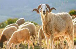 Le débat sur le sacrifice du mouton refait surface en Belgique à l'approche de l'Aid Al Adha