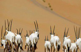 Étude Aucune espèce n'est à l'abri en cas de phénomène d'extinction massive