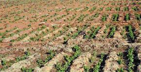 Agriculture :La sécheresse, principal risque 
