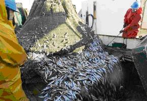  Crise de la pêche Maroc-UE Frappe au cœur les intérêts des professionnels