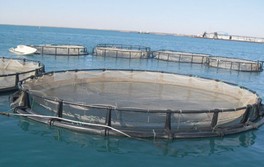 Aquaculture  Produire du poisson sans épuiser la ressource