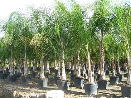 1 million de palmiers déjà plantés
