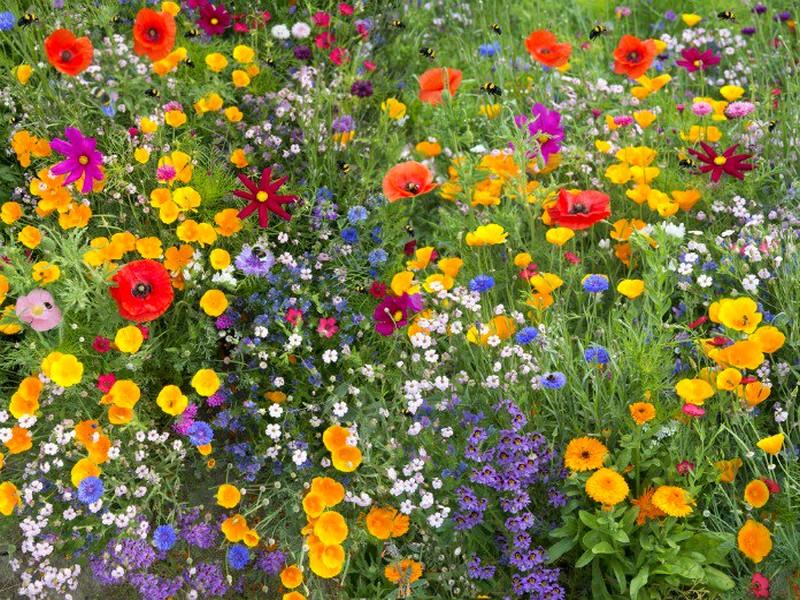 23 fleurs mellifères à planter dans son jardin pour sauver les abeilles
