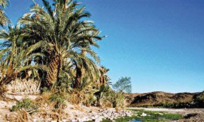 Oasis marocaines  Un site pour s'adapter au changement climatique