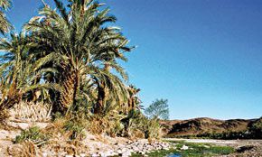 Oasis marocaines Un site pour s'adapter au changement climatique