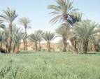 Lutte contre la désertification à Laâyoune et Smara Organisation de rencontres