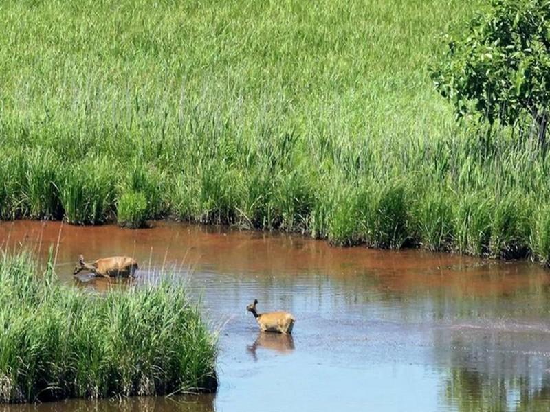 Les zones humides disparaissent trois fois plus vite que les forêts