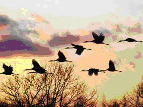 Zones humides  Les oiseaux migrateurs effrayés pour  une  vulgarisation  des  expérien