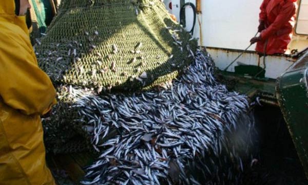 Pêche côtière et artisanale  Hausse de 4% des débarquements à fin juillet 2014