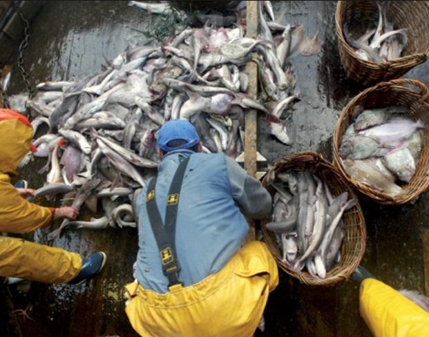 Des richesses halieutiques dilapidées au Sud du Maroc  Plusieurs chalutiers agissent en toute