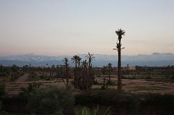 La palmeraie de Marrakech   