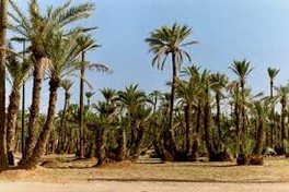 La palmeraie de Marrakech, un joyau menacé malgré les replantations