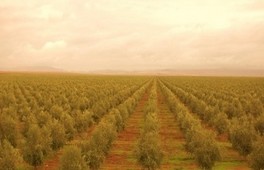 Le Groupe Avril soutient l’idée d’un label méditerranéen au profit, de l’huile d’olive