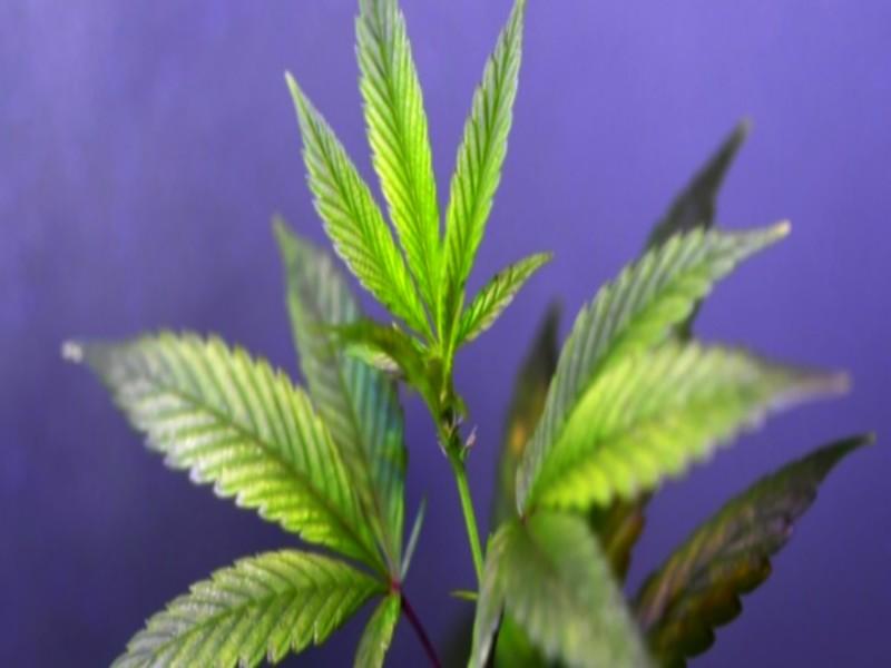Cannabis/France : 70 personnalités appellent à légaliser au nom du