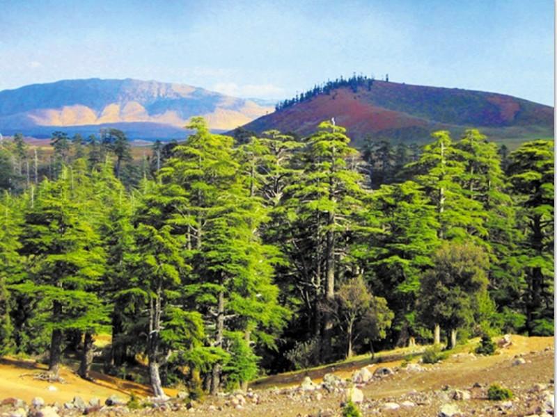 L’ingénieur forestier en rempart contre la déperdition des forêts