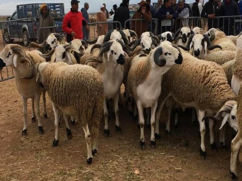 Aïd al-Adha : (très) chers moutons