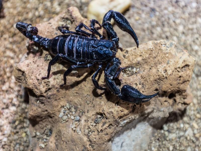 Morsures de serpents et piqûres de scorpions, le fléau estival