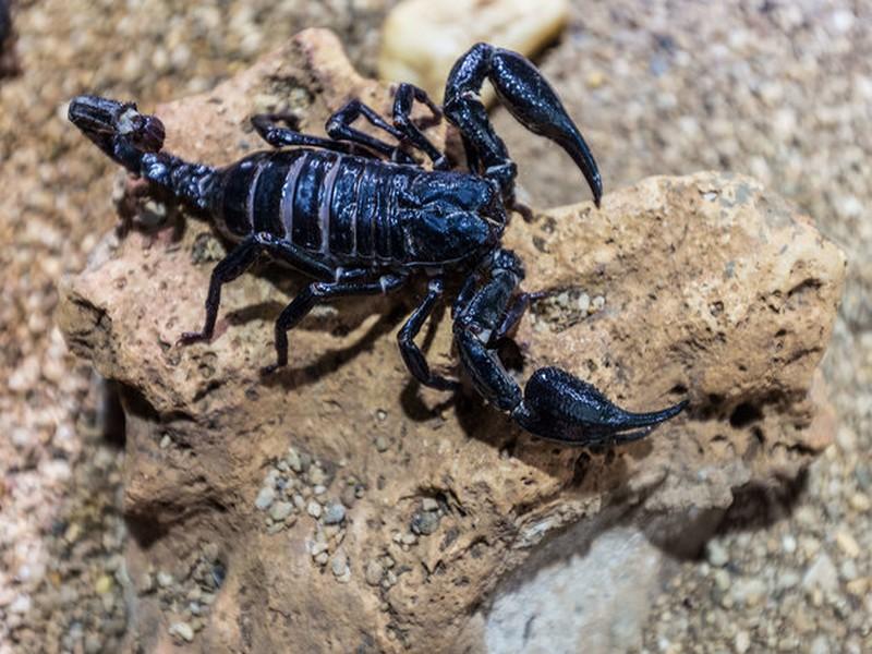 Morsures de serpents et piqûres de scorpions, le fléau estival 