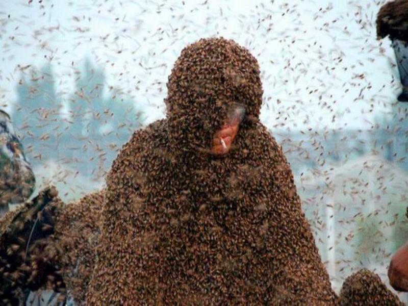 Un homme tué par des abeilles à Marrakech