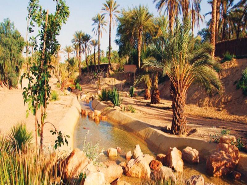 Greenpeace tire la sonnette d'alarme sur le devenir des oasis au Maroc