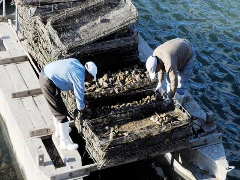 Aquaculture: L'ANDA présente son bilan 2018-2019