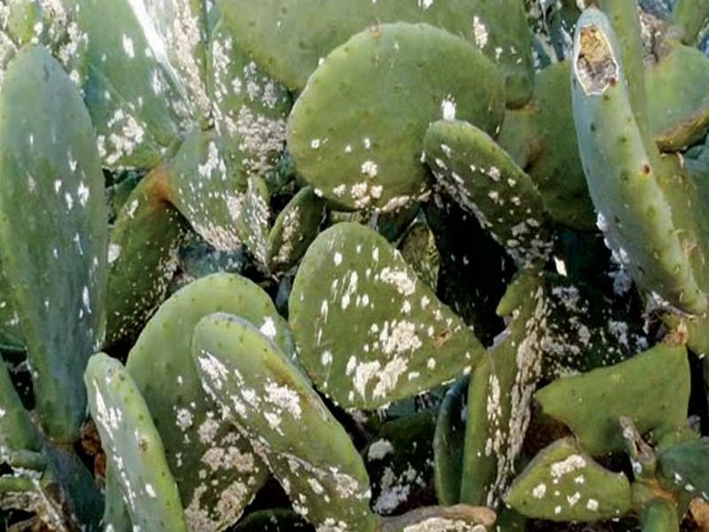 Sidi Ifni Tenue d'une réunion consacrée au suivi des efforts de lutte contre la cochenille du cactus