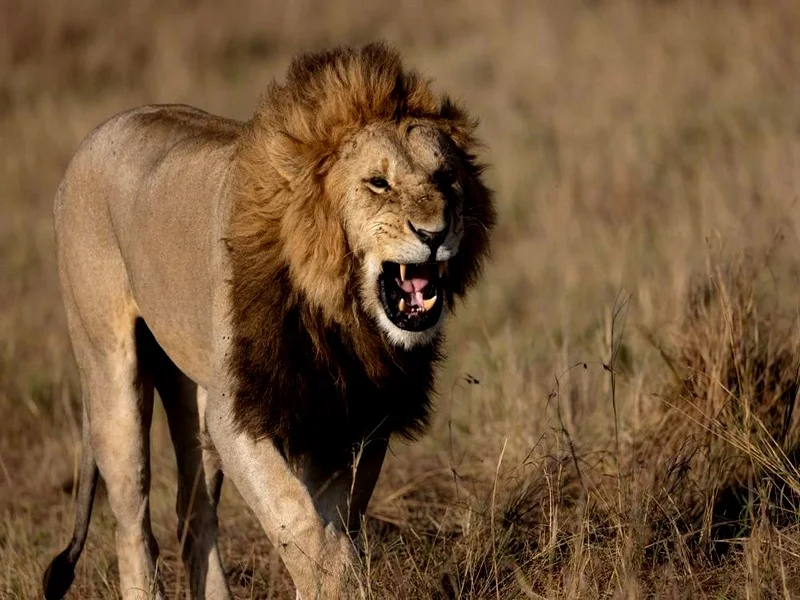 Attaque de lion à Khénifra : l'hypothèse écartée par l'agence des eaux et forêts