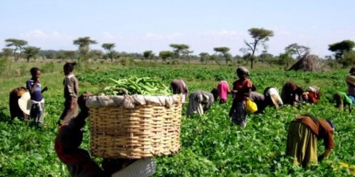 Agriculture : comment aider la femme africaine à surmonter ses difficultés ?