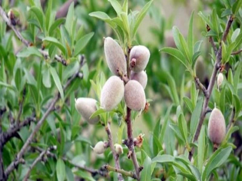 Les techniques de plantation de l’amandier