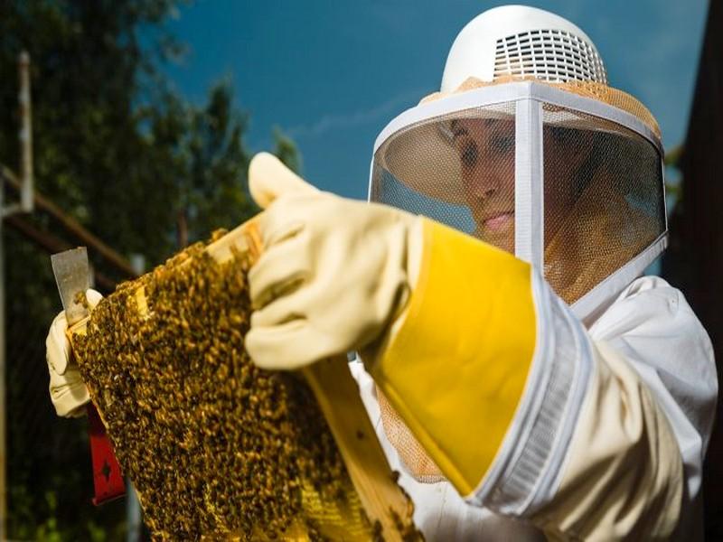 Apiculture : le taux de couverture des besoins en miel est de 30% et peut atteindre 60% cette année 