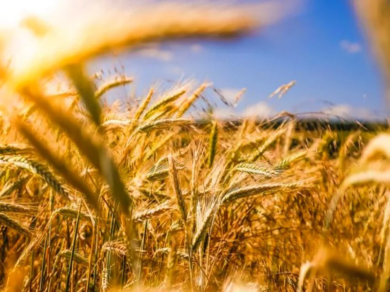 Campagne céréalière : 98 millions de quintaux prévus