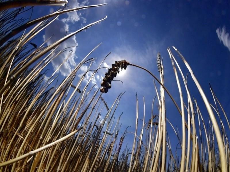 Agriculture: La campagne céréalière est compromise